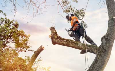 American Tree Company - Iowa City - Serving Iowa City Iowa